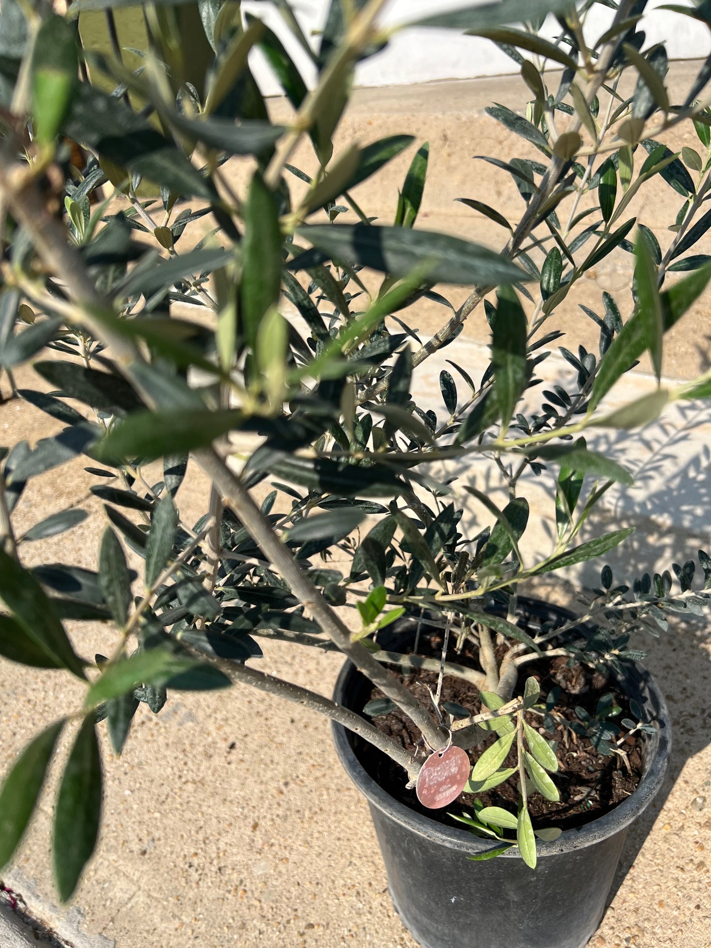 Olea europaea 'Olive Bush'