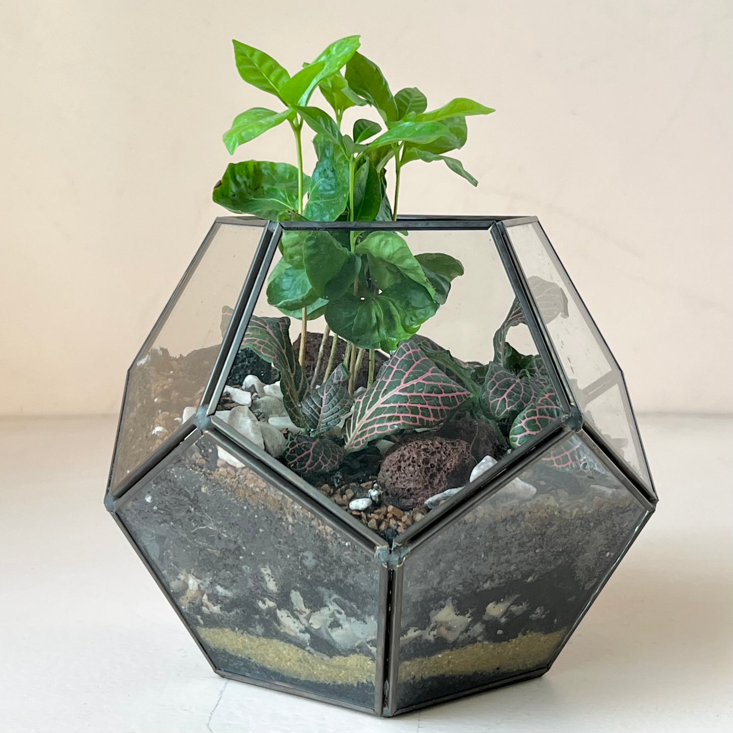 Tropical Planted Dome Glass Terrarium