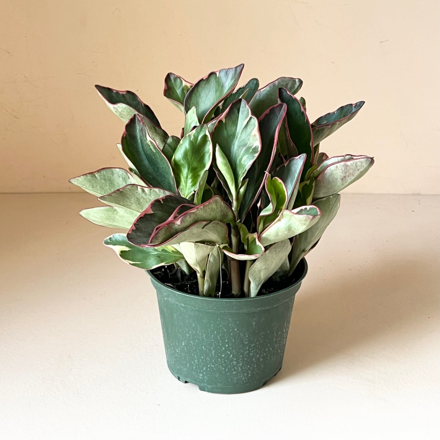 Peperomia clusifolia 'Ginny'
