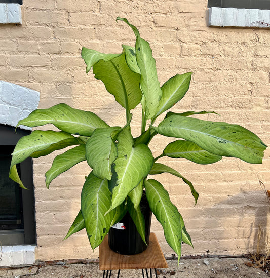 Dieffenbachia 'Camouflage'