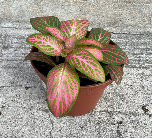 Fittonia Zam- 'Ruby Lime'