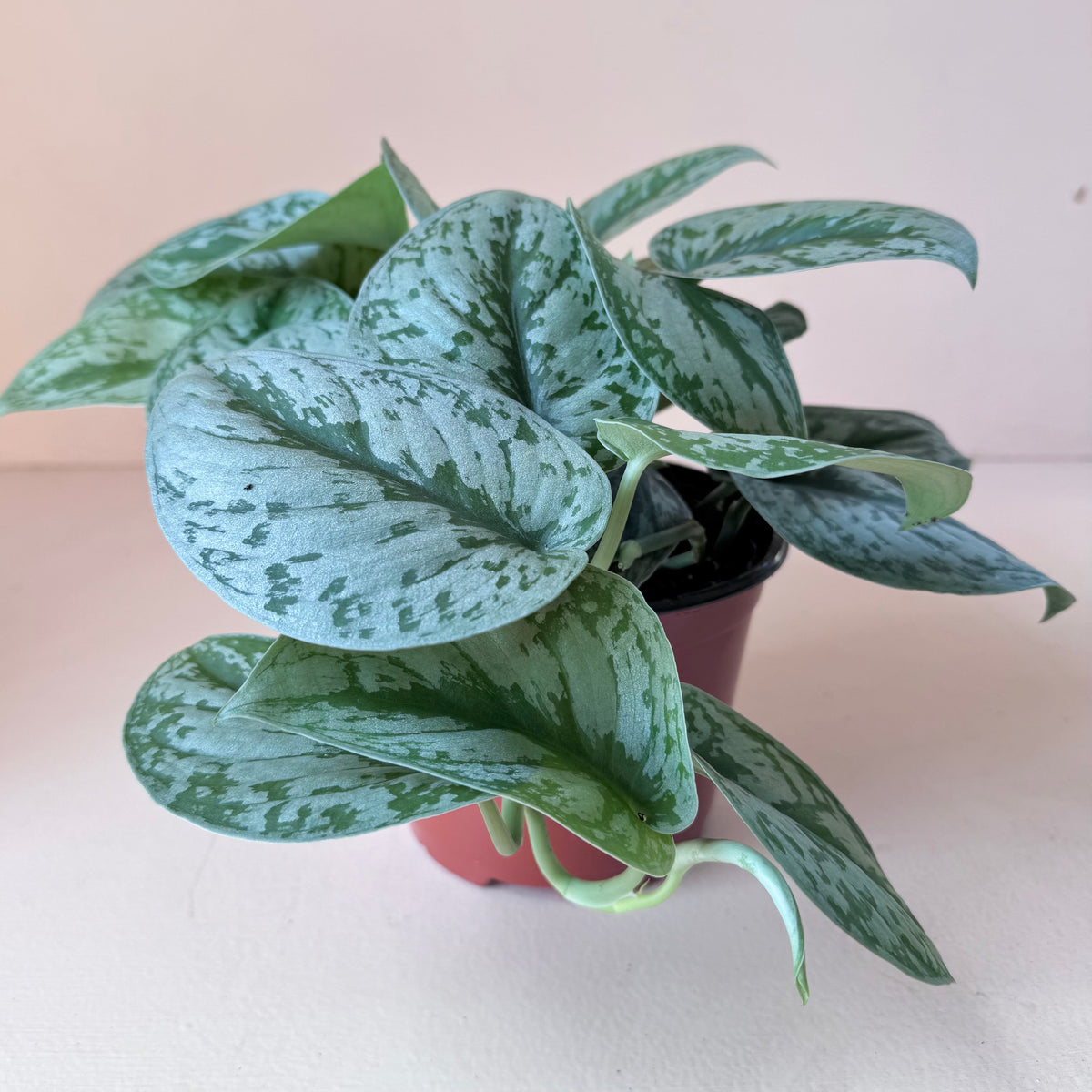 Scindapsus 'Silver Satin'