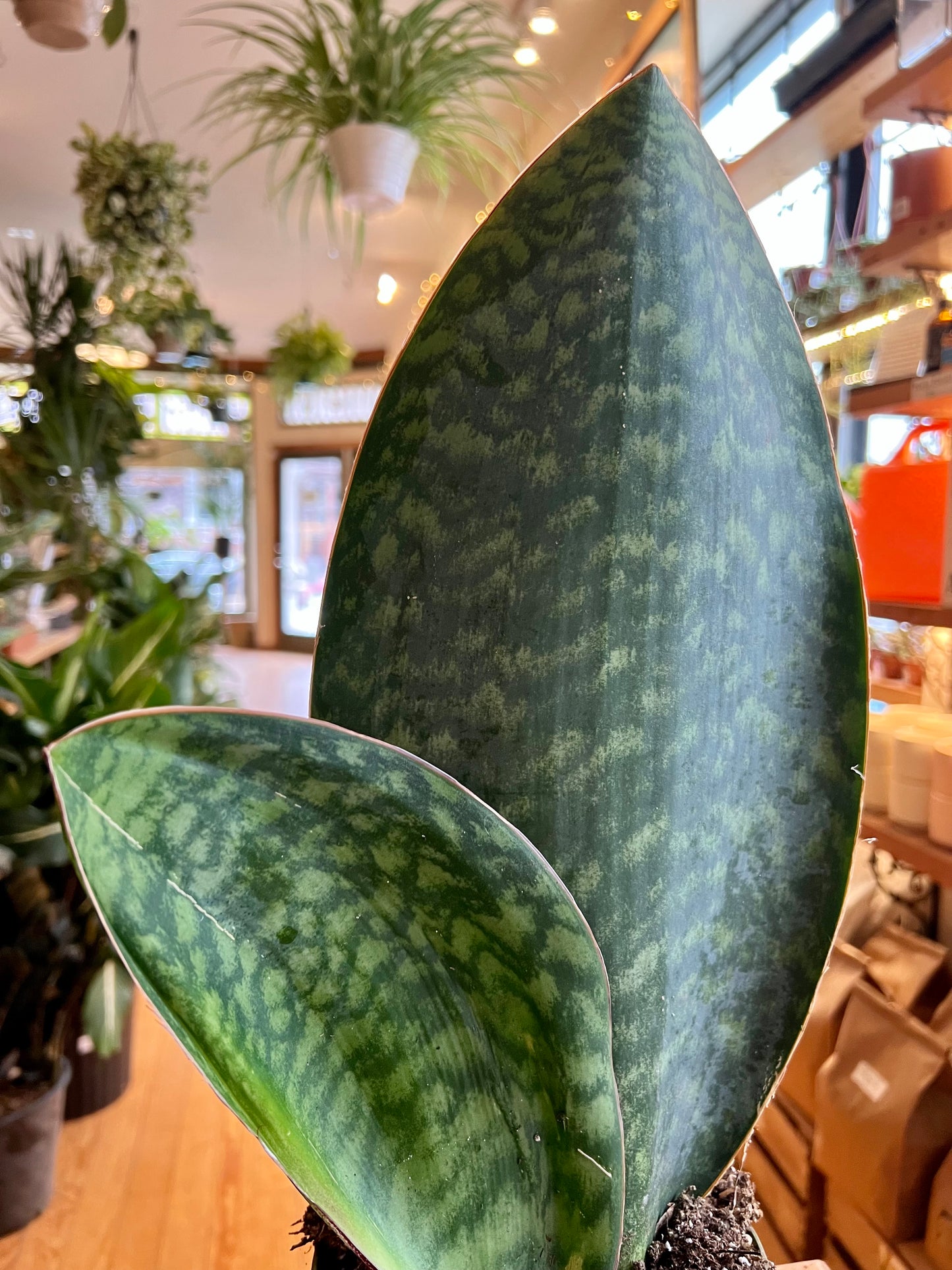 Sansevieria Whale's Fin