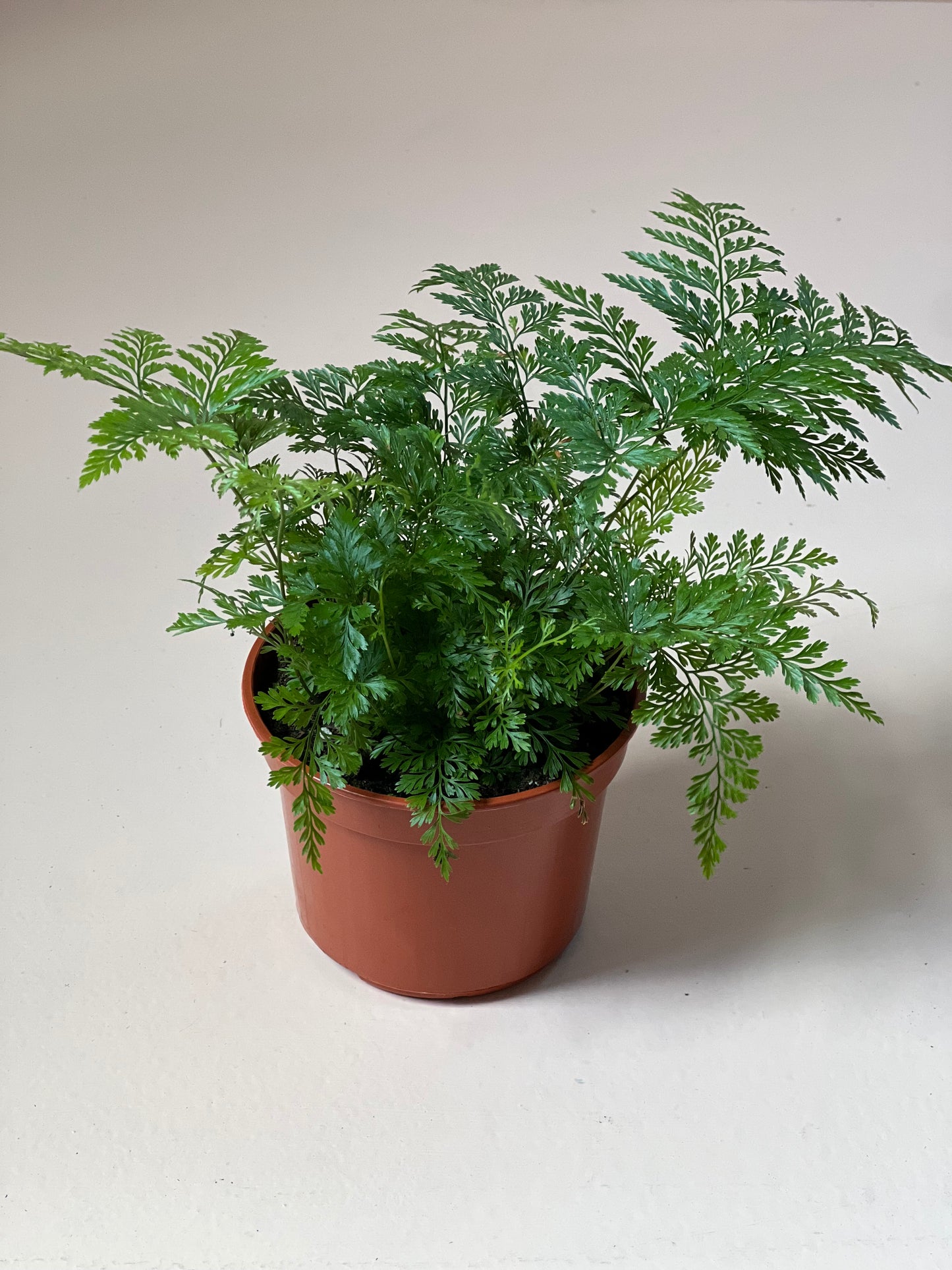 Davallia trichomanoides 'Black Rabbit Foot Fern'