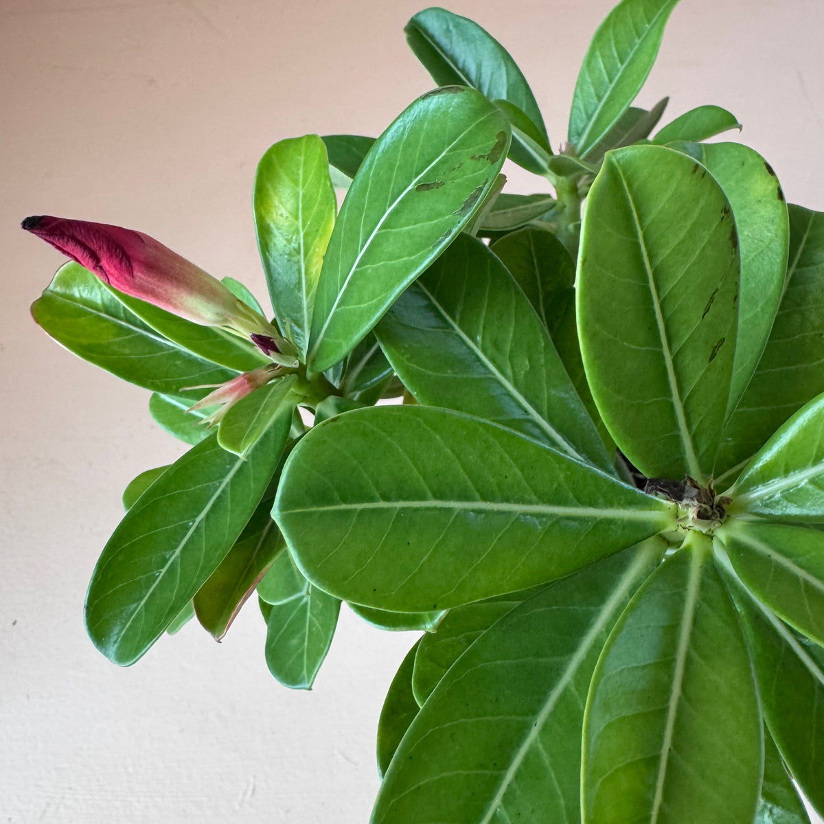 Adenium 'Desert Rose' Assorted