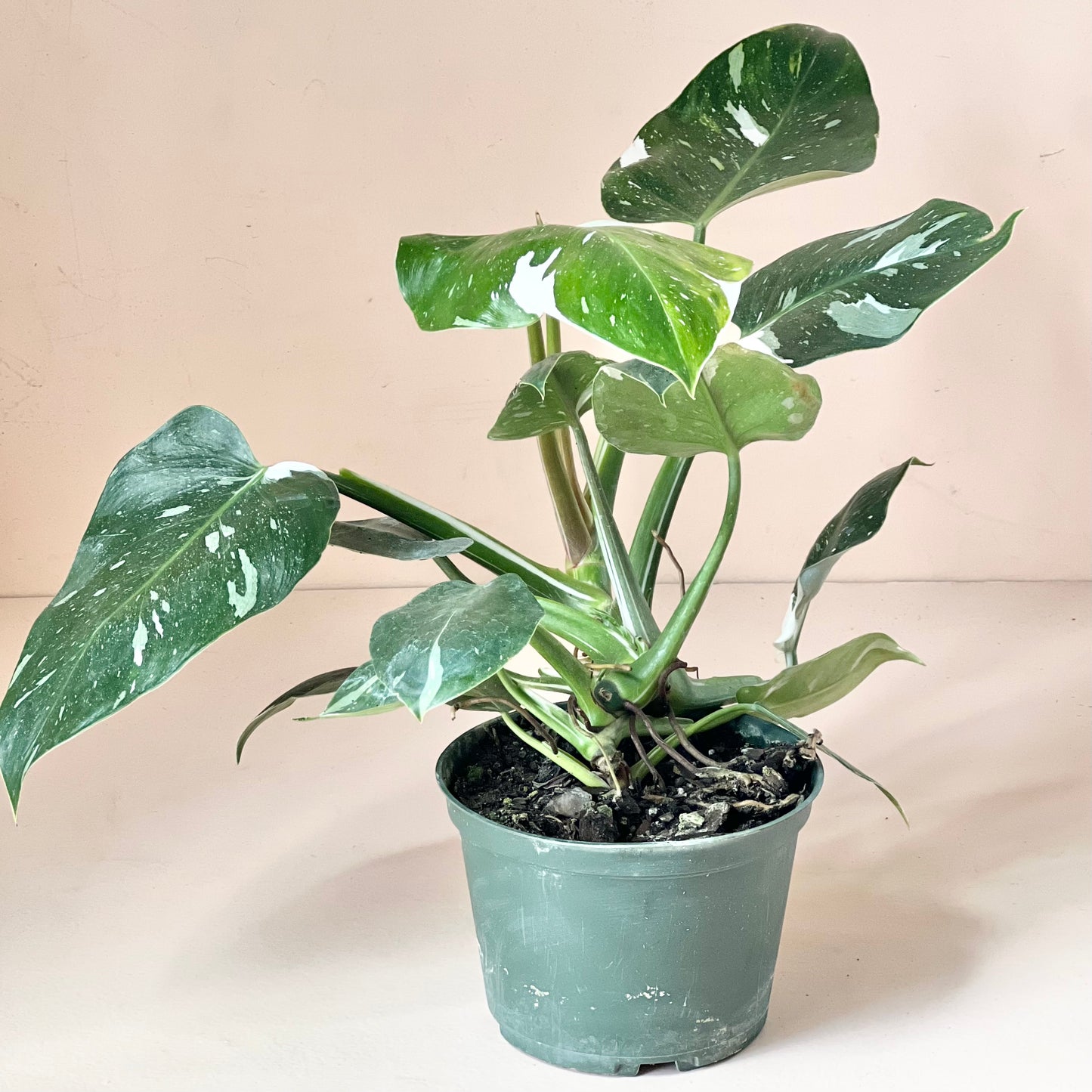 Philodendron 'White Princess'