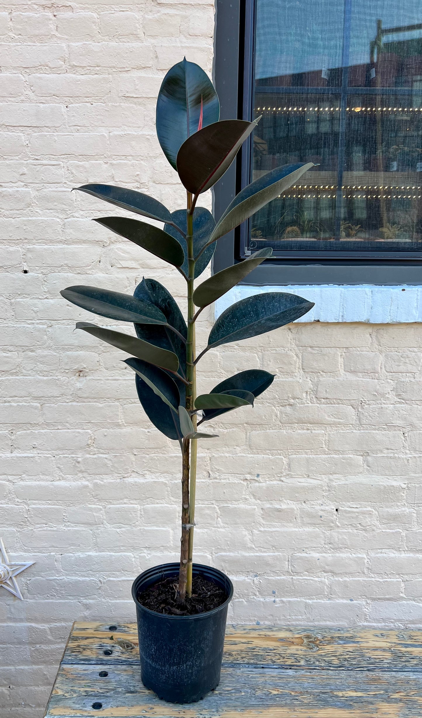 Ficus elastica 'Burgundy'