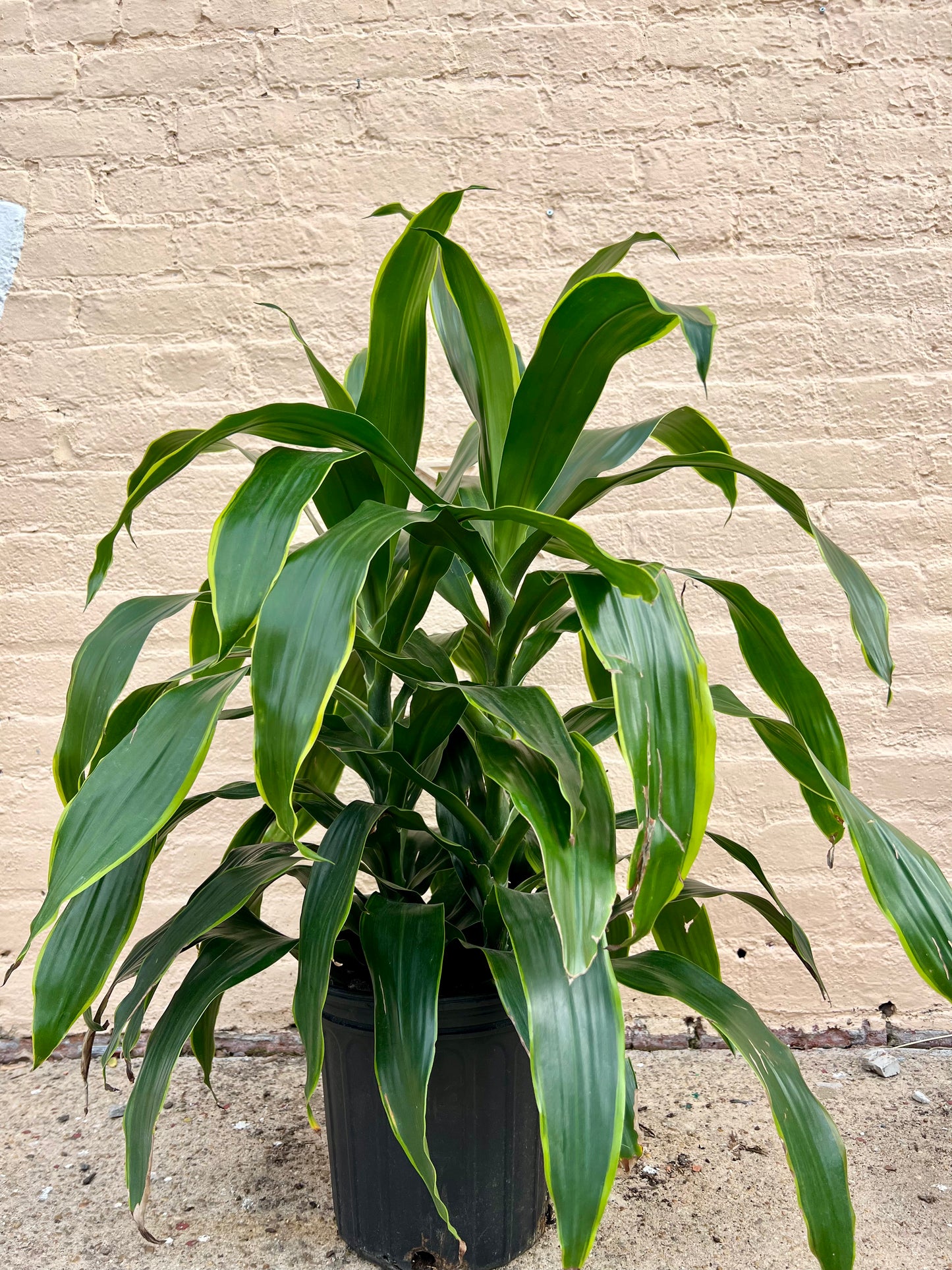 Dracaena Carmen Art