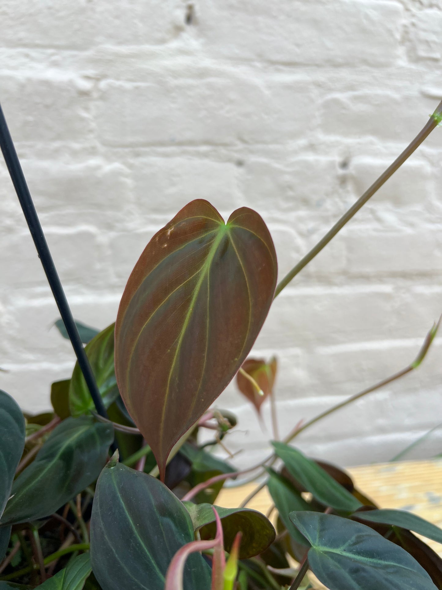 Philodendron Micans