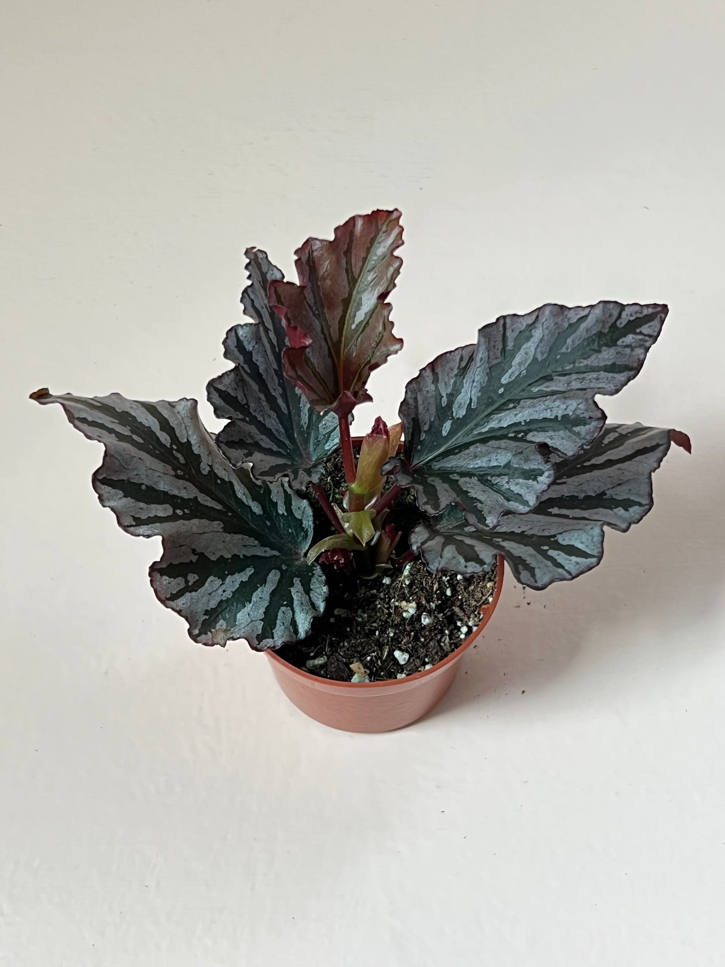 Begonia 'Kismet'