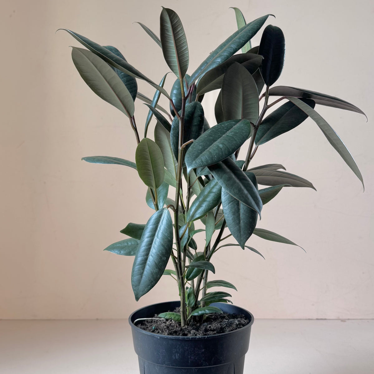 Ficus elastica 'Burgundy'