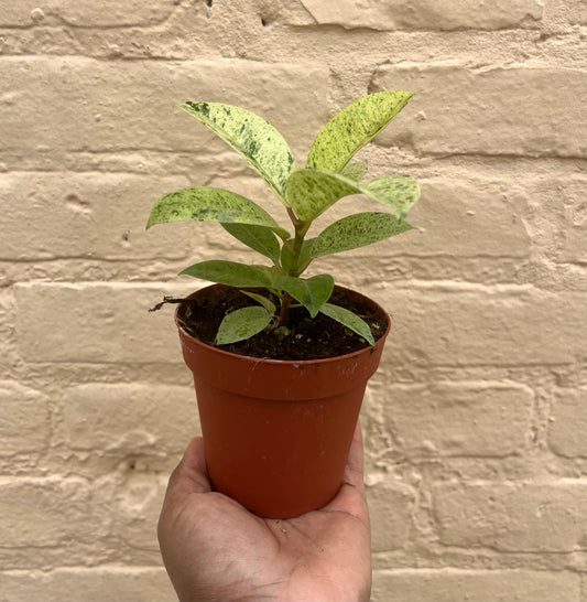 Ficus Elastic Shivereana