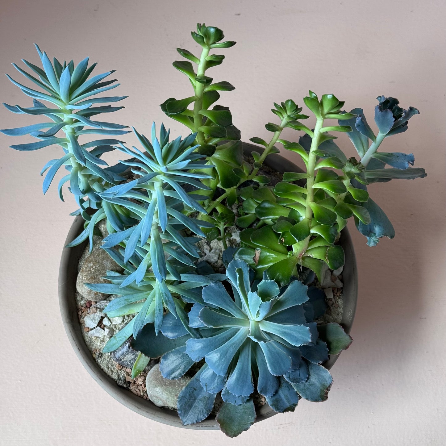 8.3" Succulent Arrangement in Graphite Pot