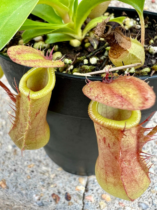 Pitcher Plant- Nepenthes 'Alata'