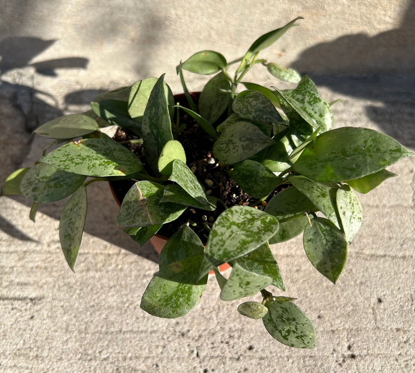 Hoya krohniana 'Super Silver'