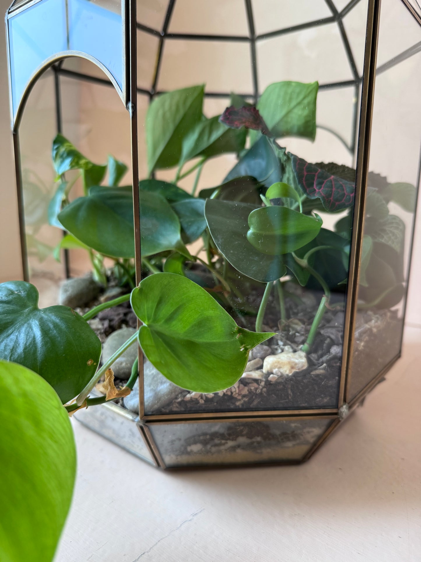 Tropical Planted Solarium Glass Terrarium