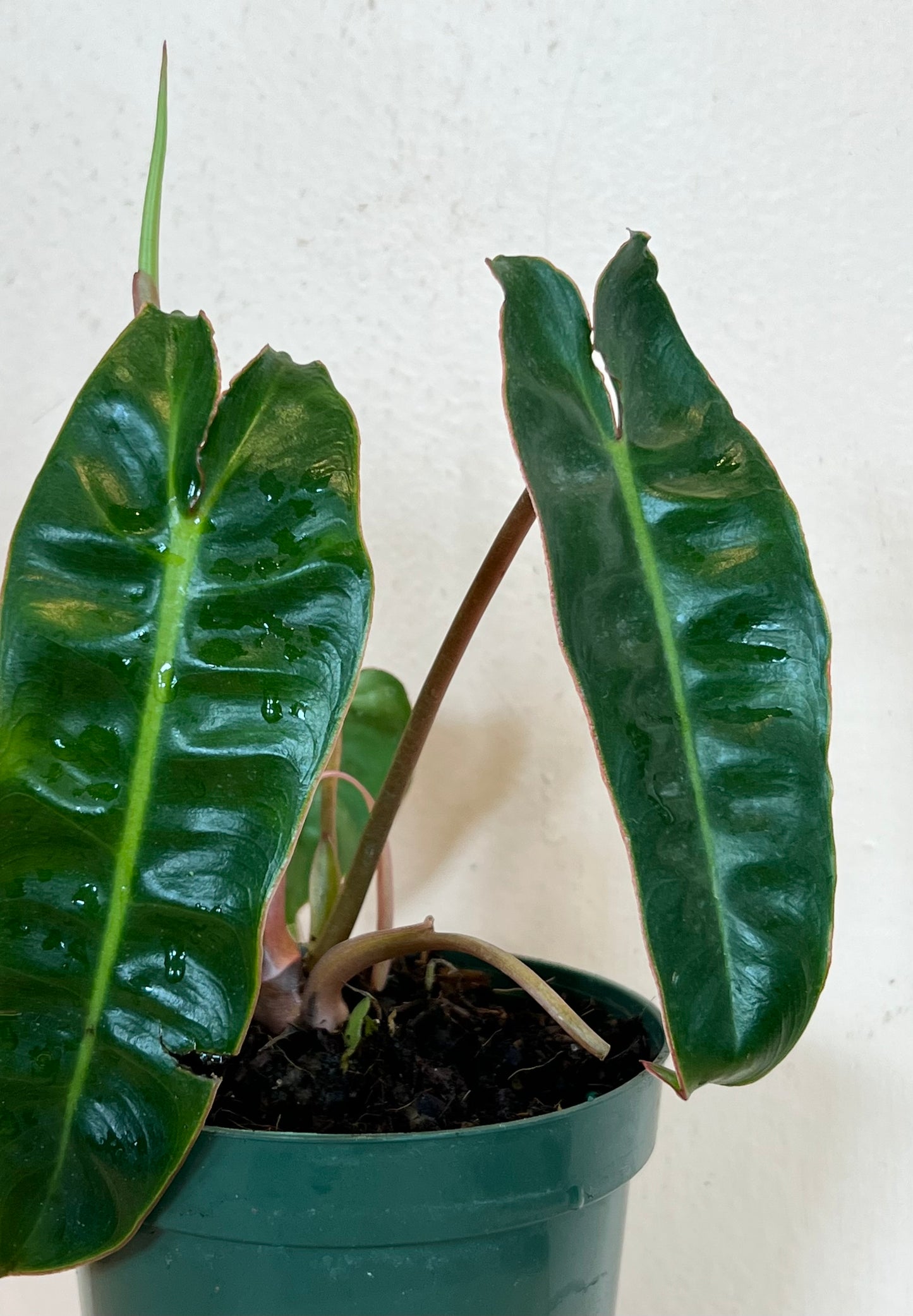 Philodendron Billietiae