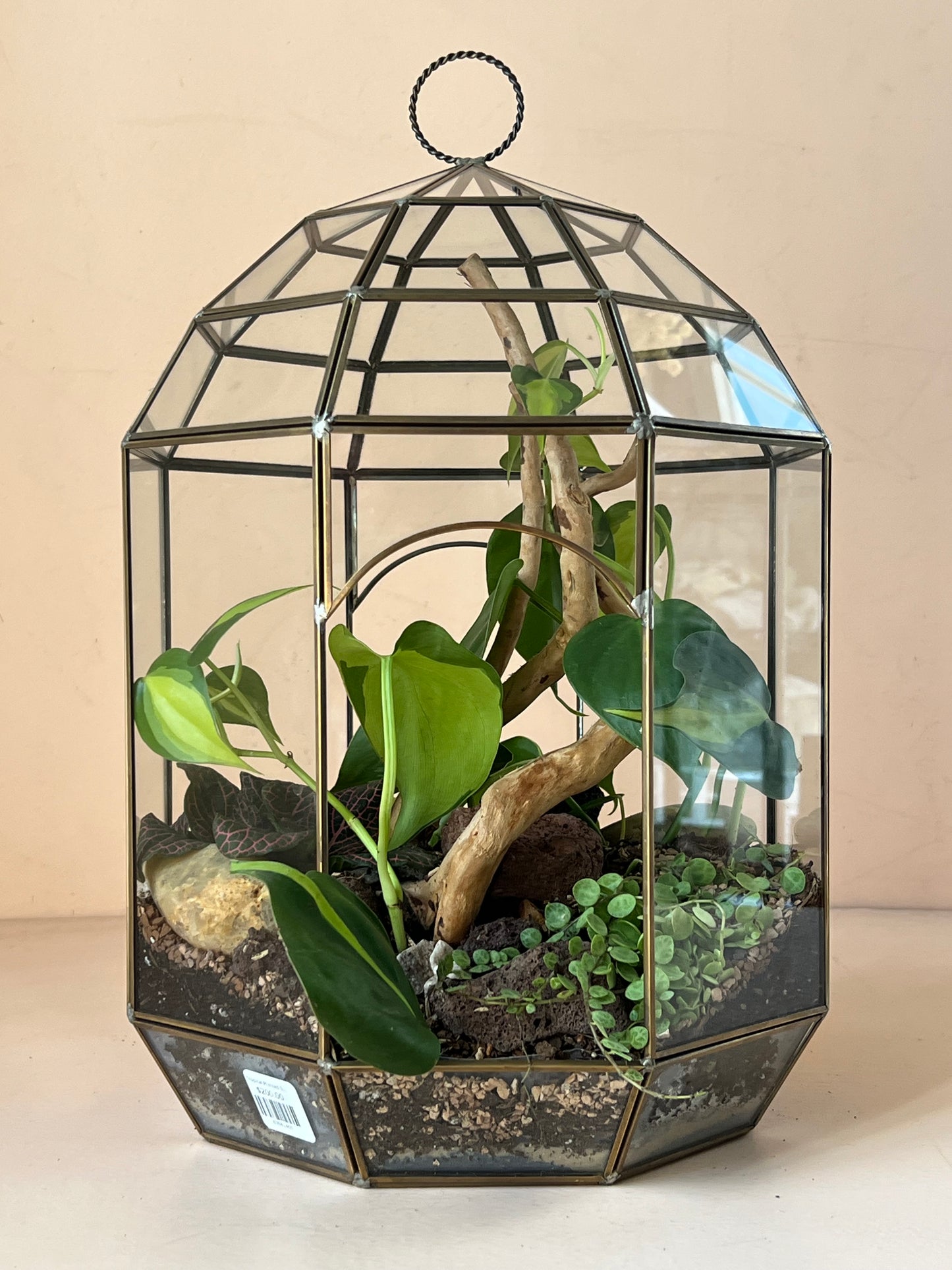 Tropical Planted Solarium Glass Terrarium