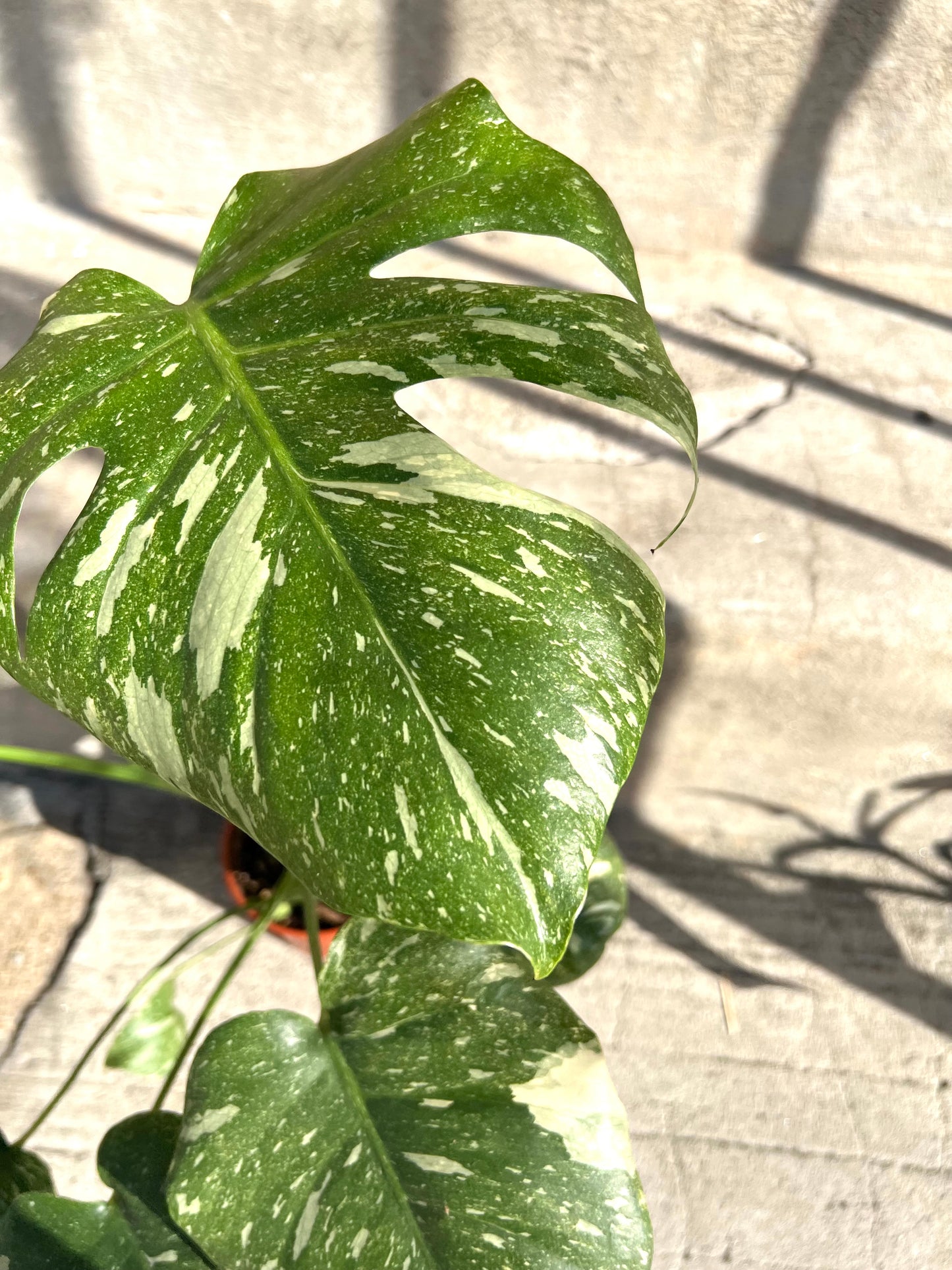 Monstera Deliciosa 'Thai Constellation'