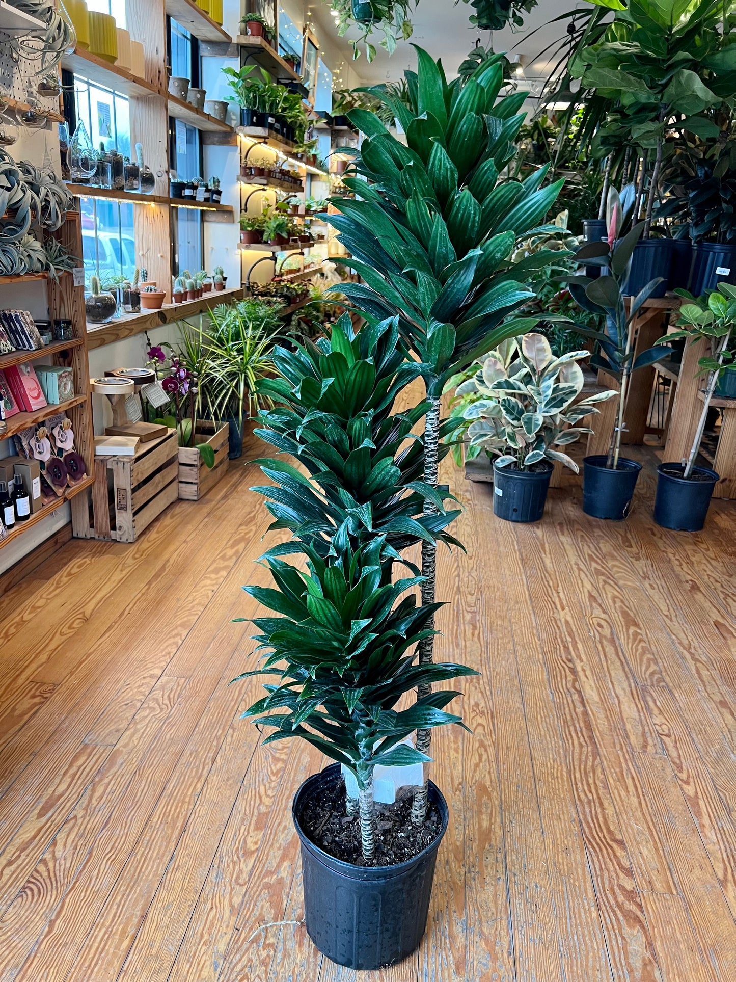 Dracaena deremensis 'Dracaena Janet Craig'