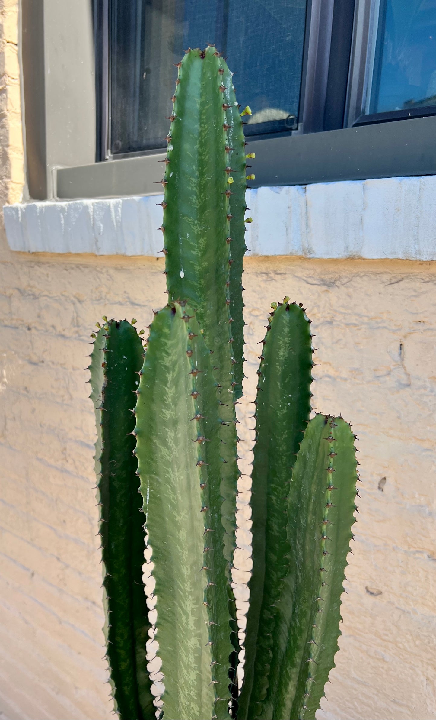 Euphorbia Eritrea