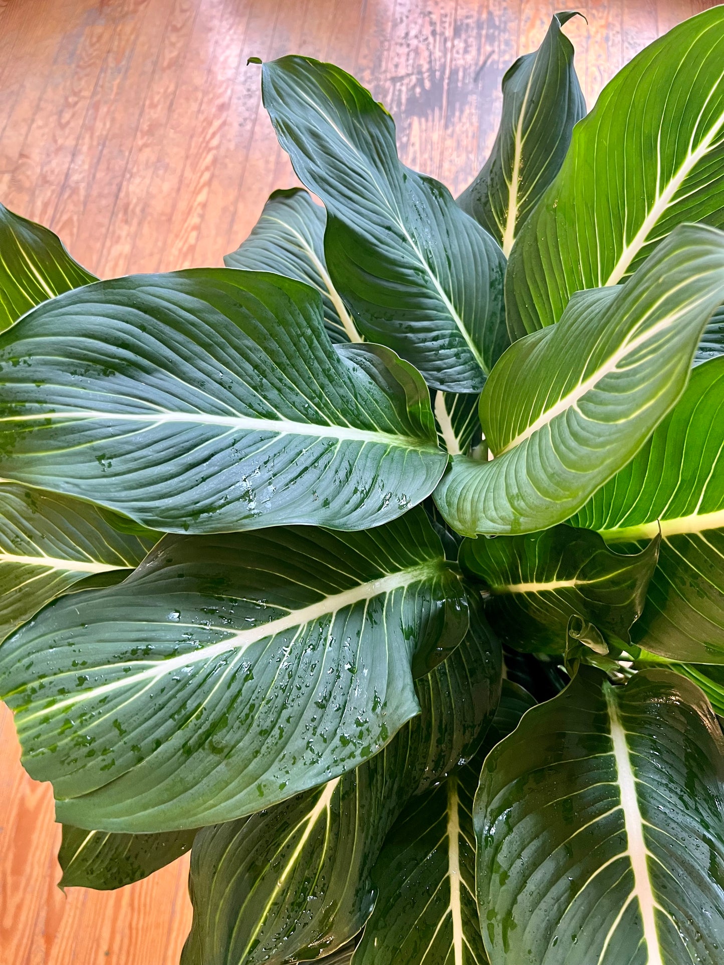 Dieffenbachia 'Sterling'