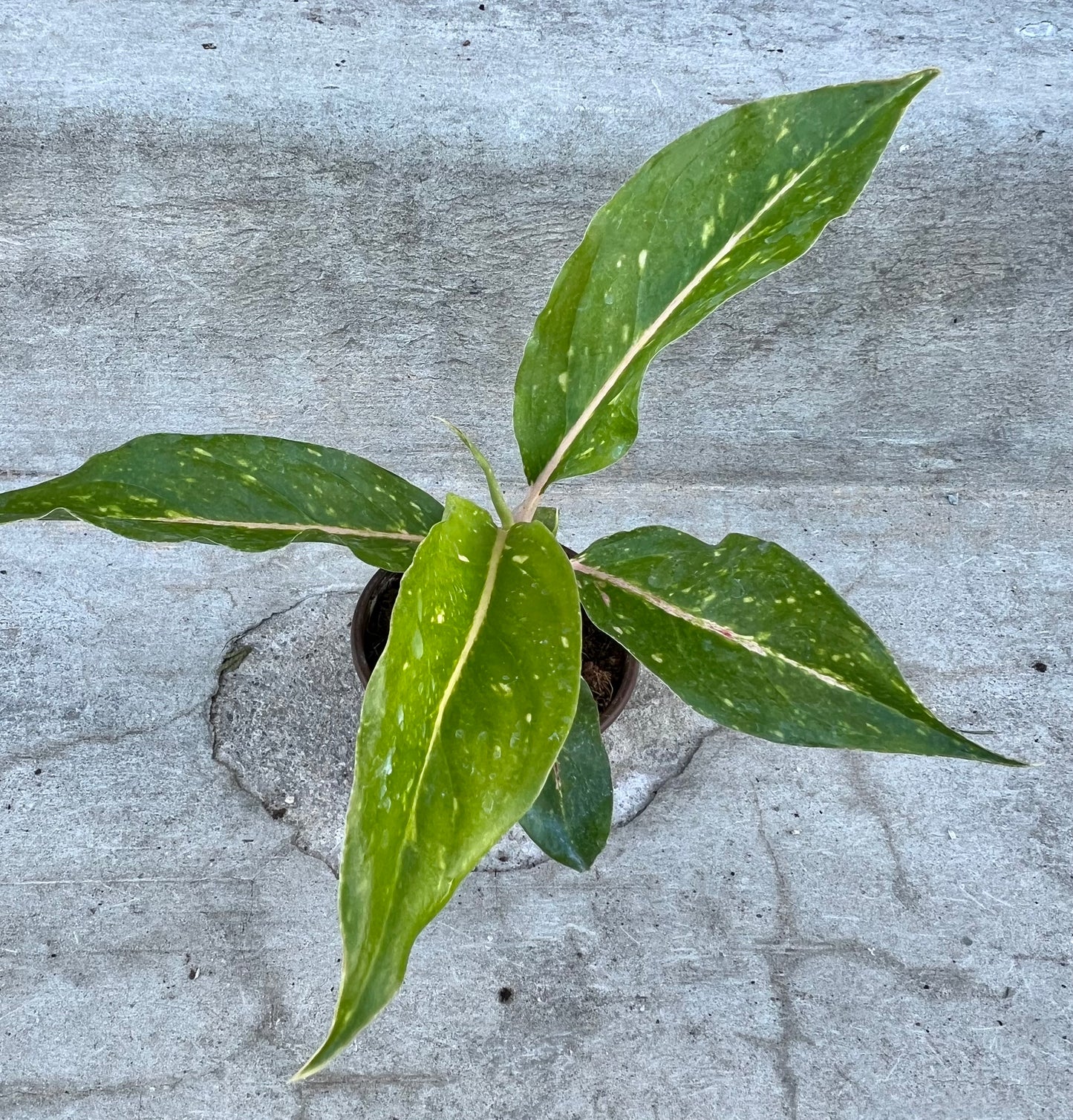 Aglaonema 'Night Sparkle'