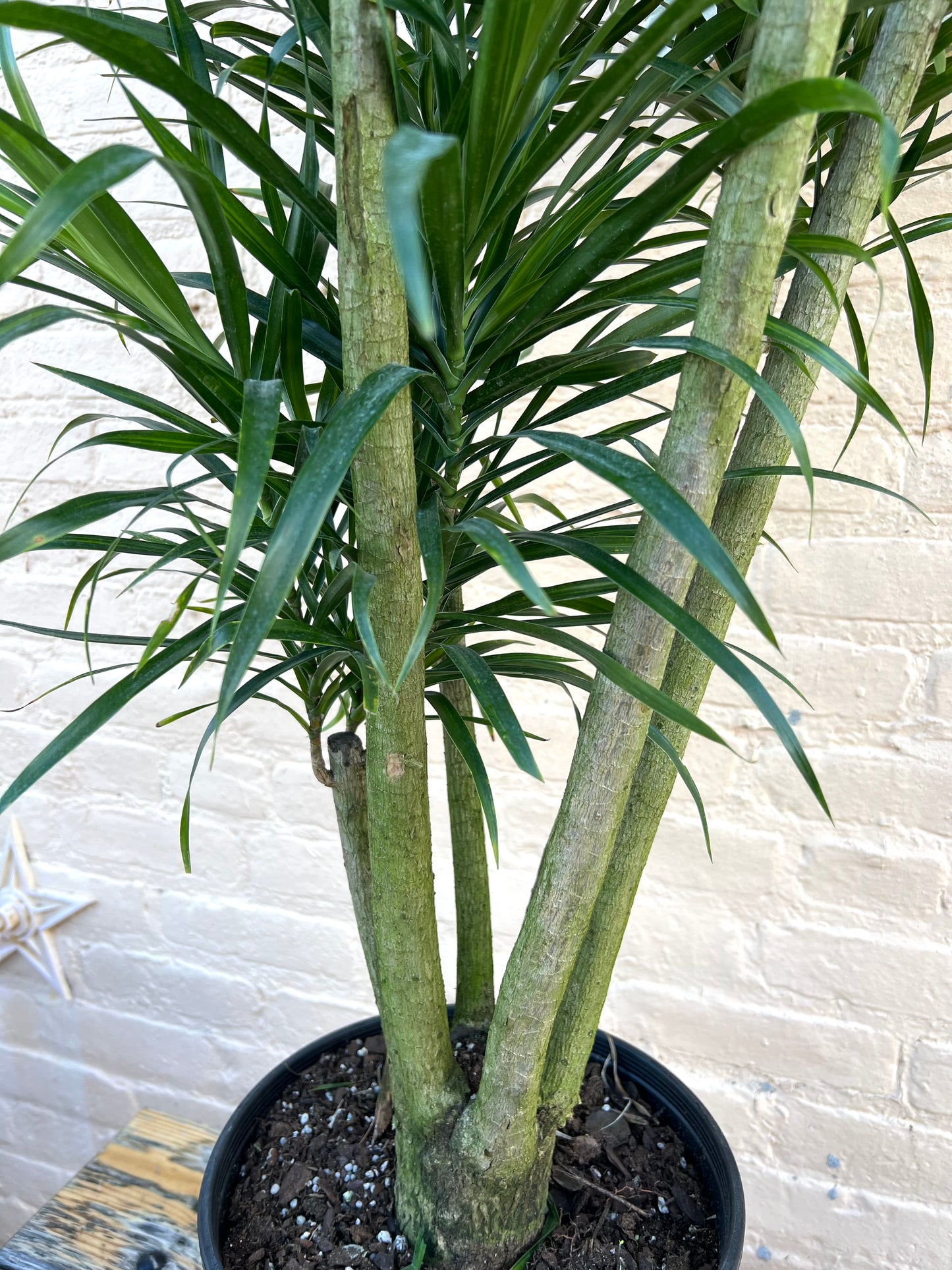 Dracaena Anita Stump variegated