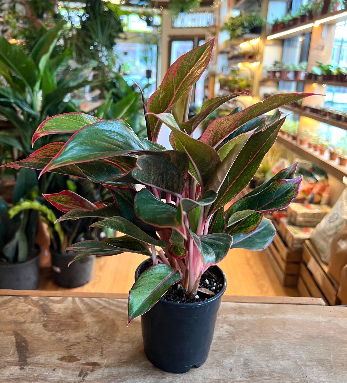 Aglaonema Siam