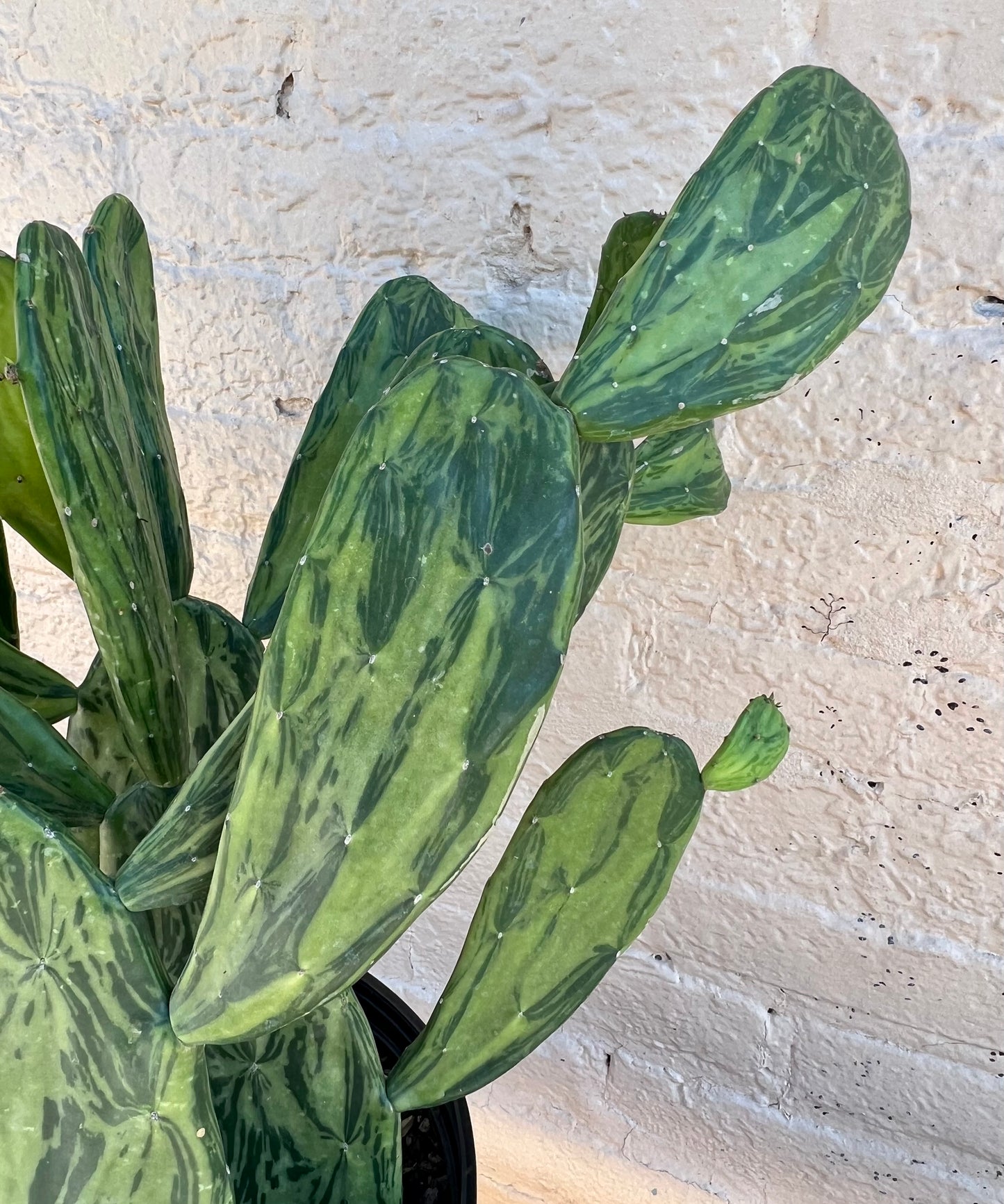 Cacti Opuntia Sunburst