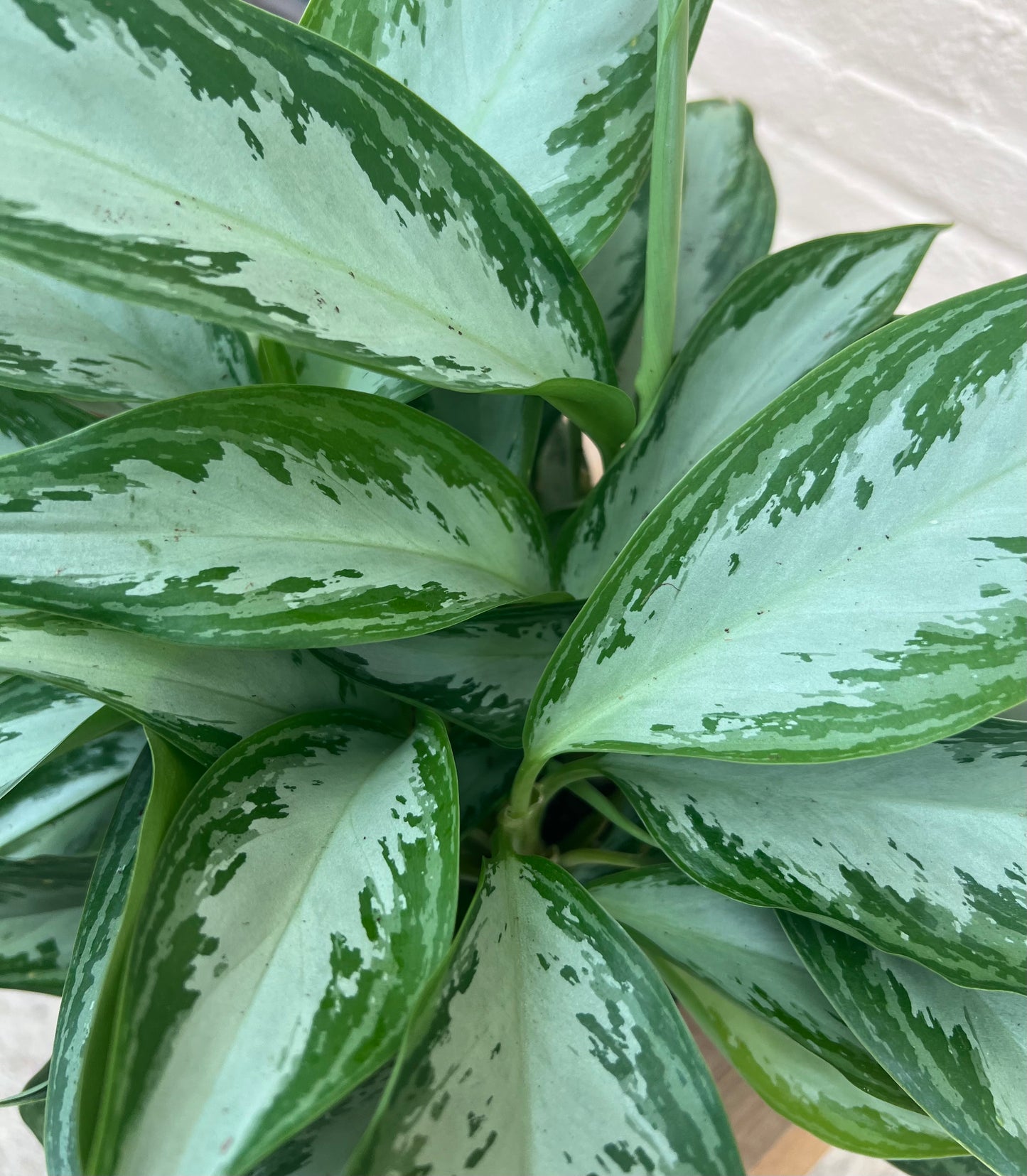 Aglaonema 'Leprechaun'