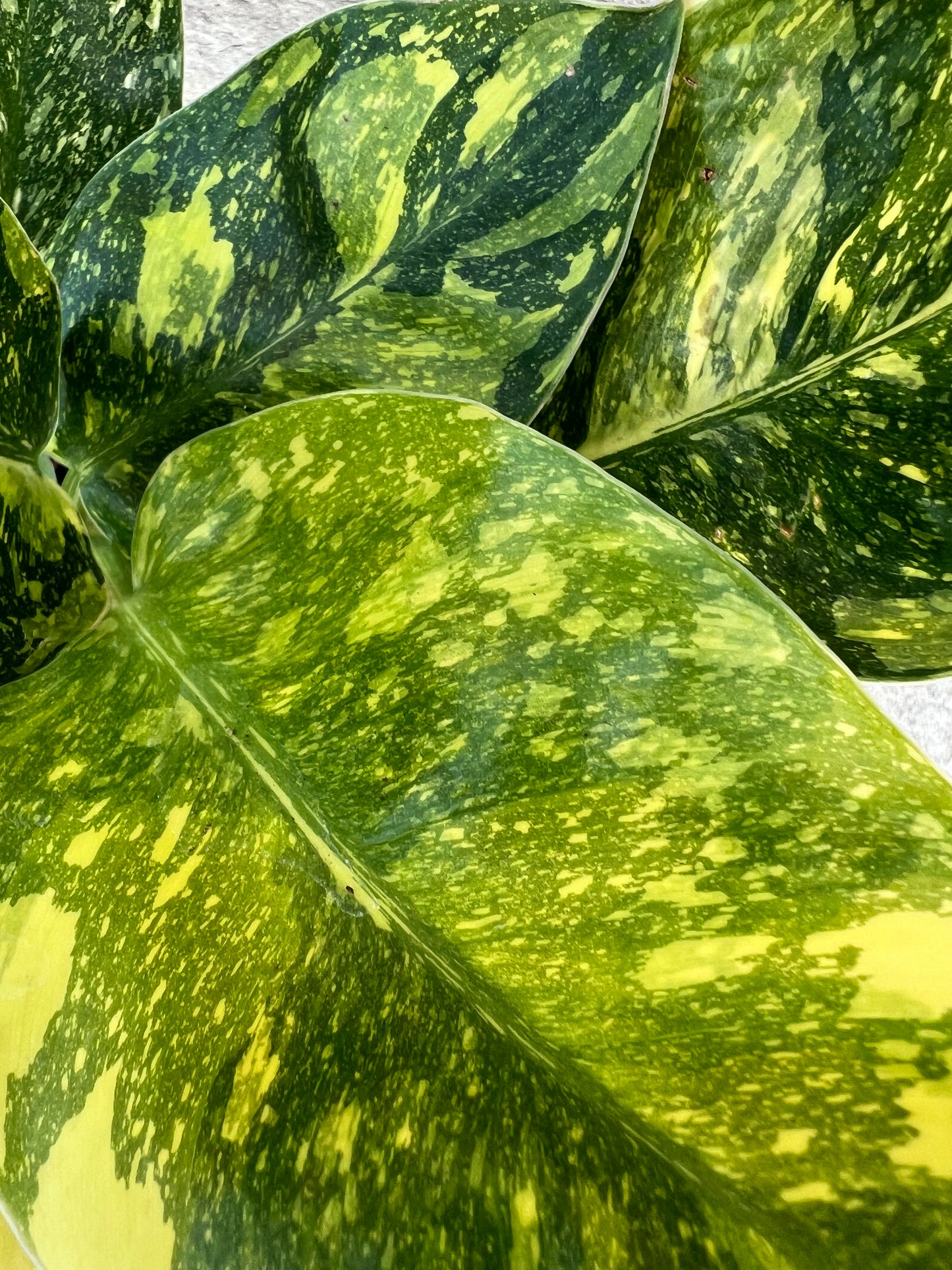 Philodendron Congo Nuclear