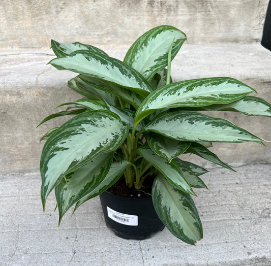 Aglaonema 'Leprechaun'