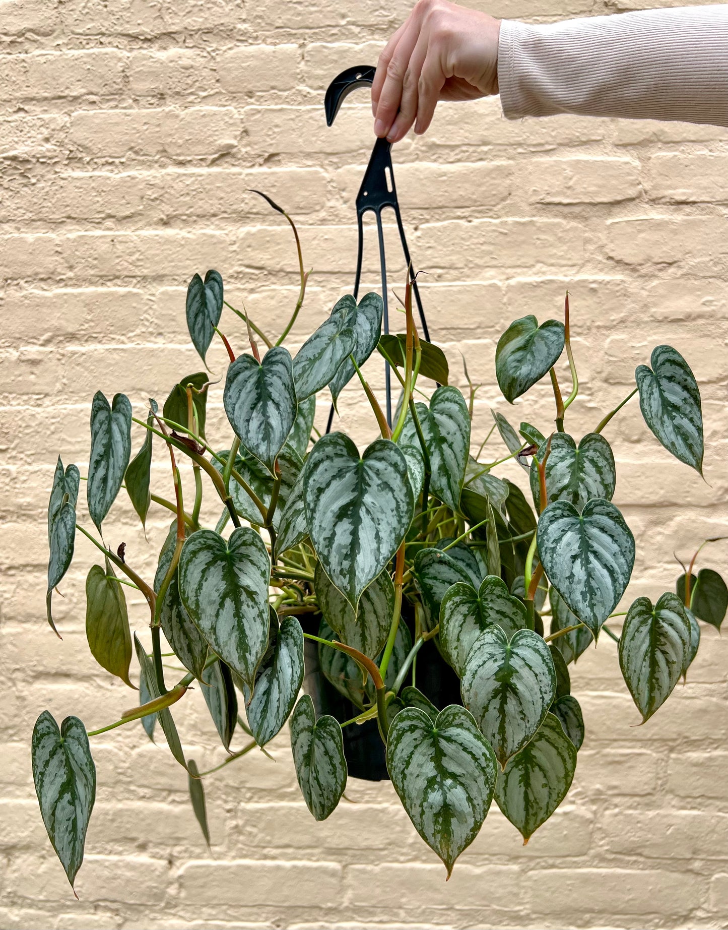 Philodendron brandtianum