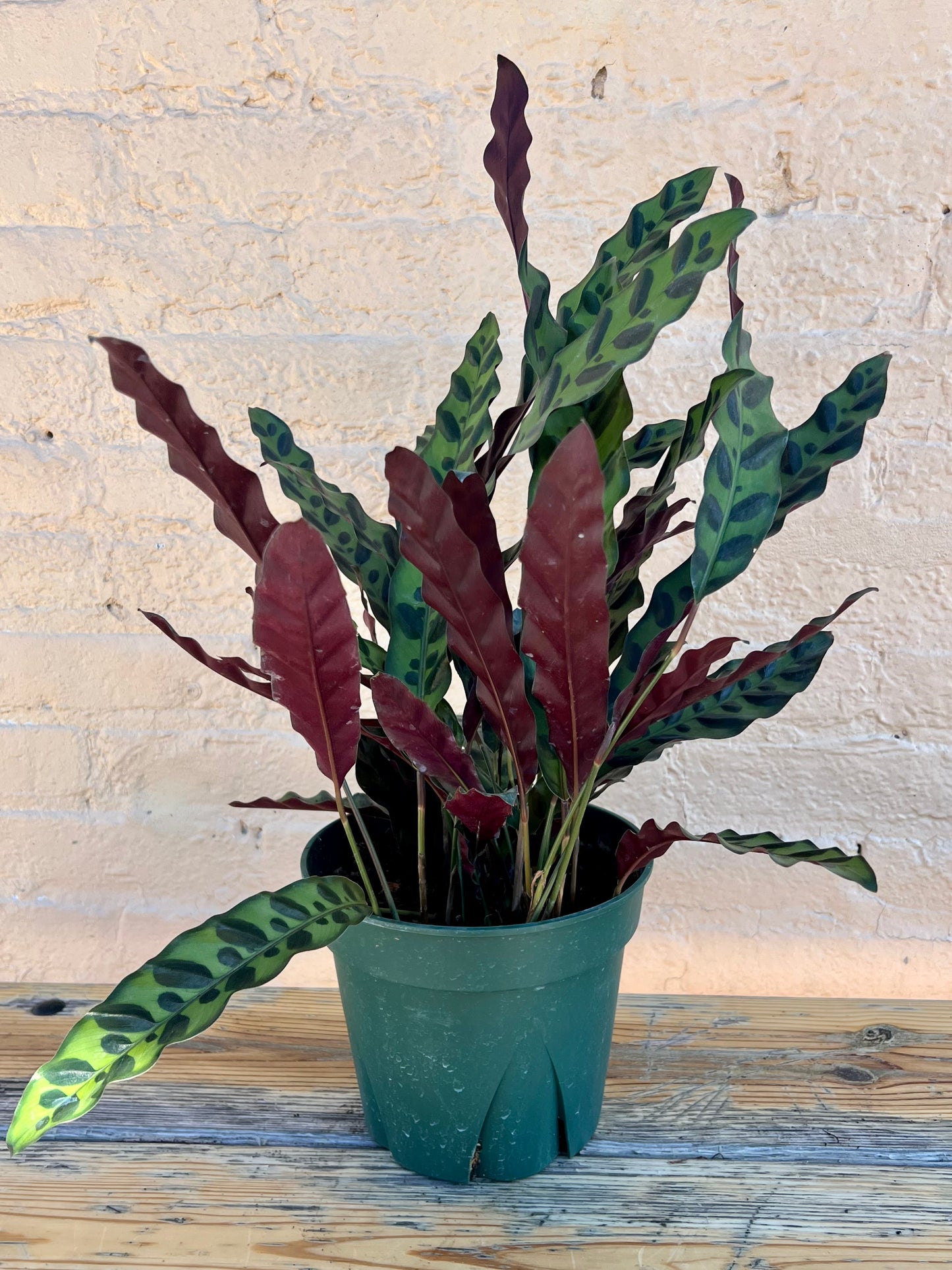 Calathea lancifolia