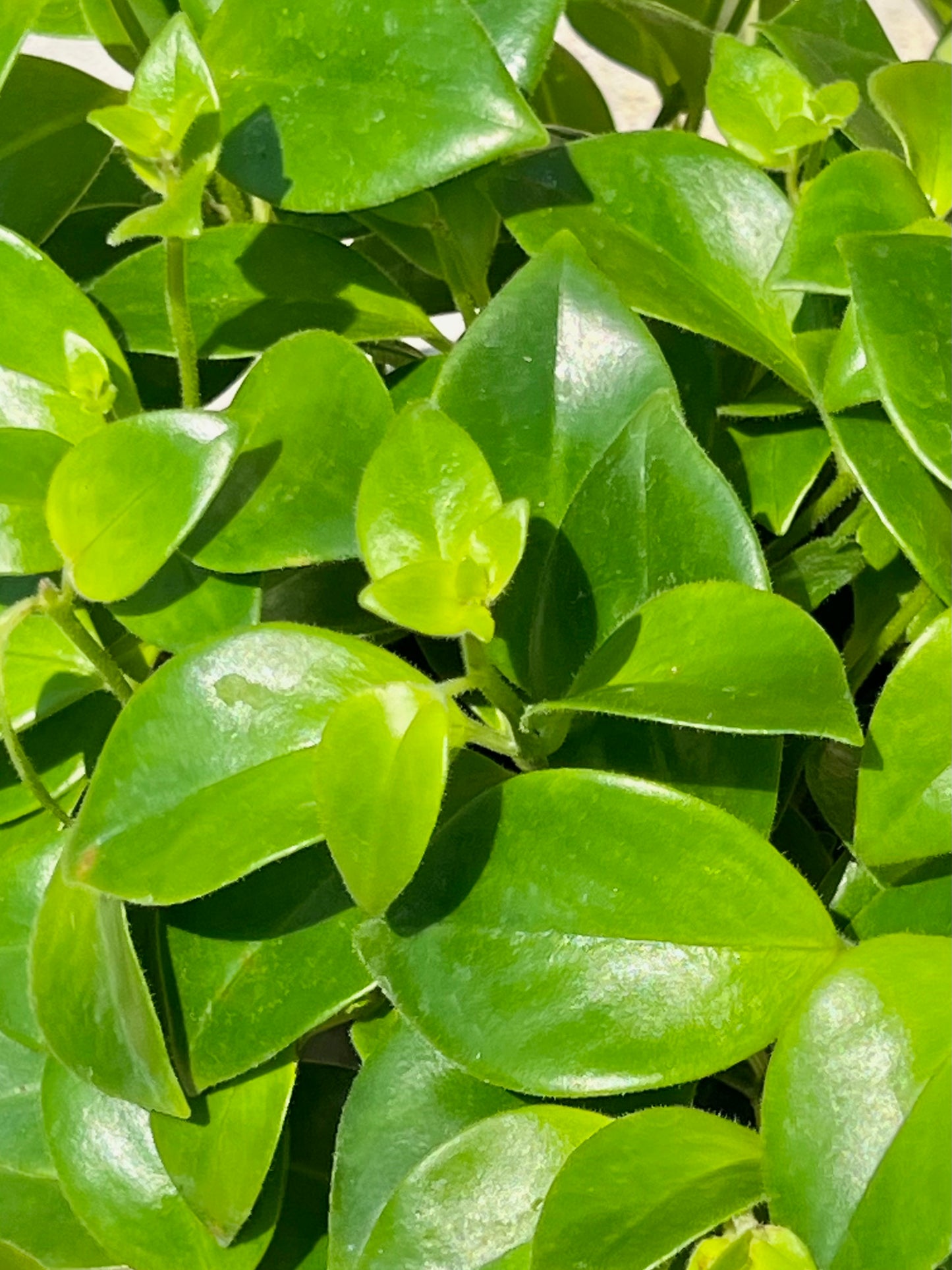 Aeschynanthus radicans 'Lipstick Plant'