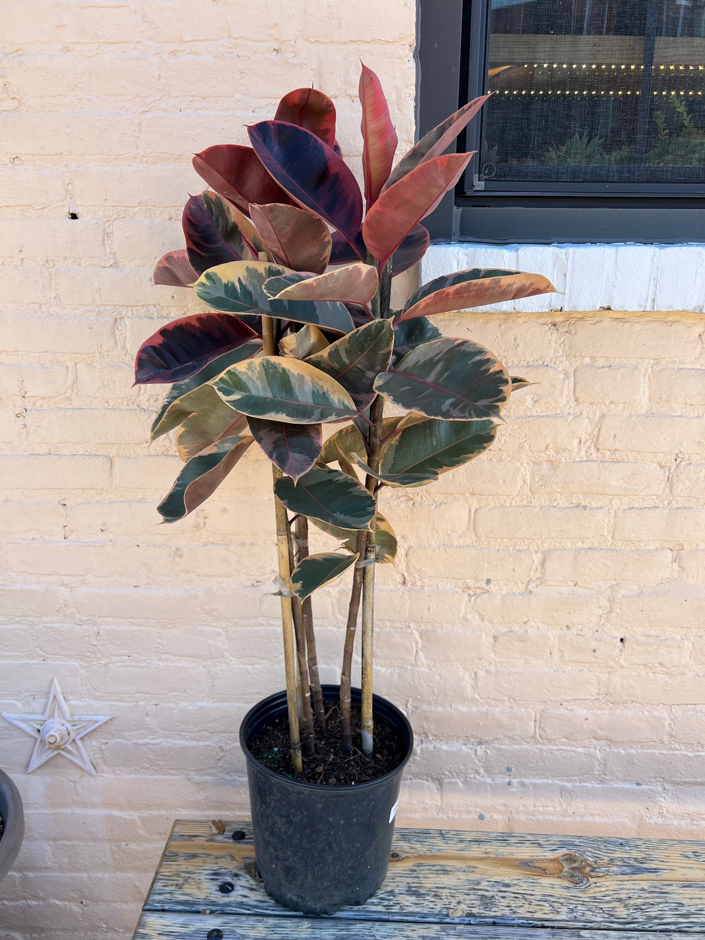 Ficus elastica 'Ruby'