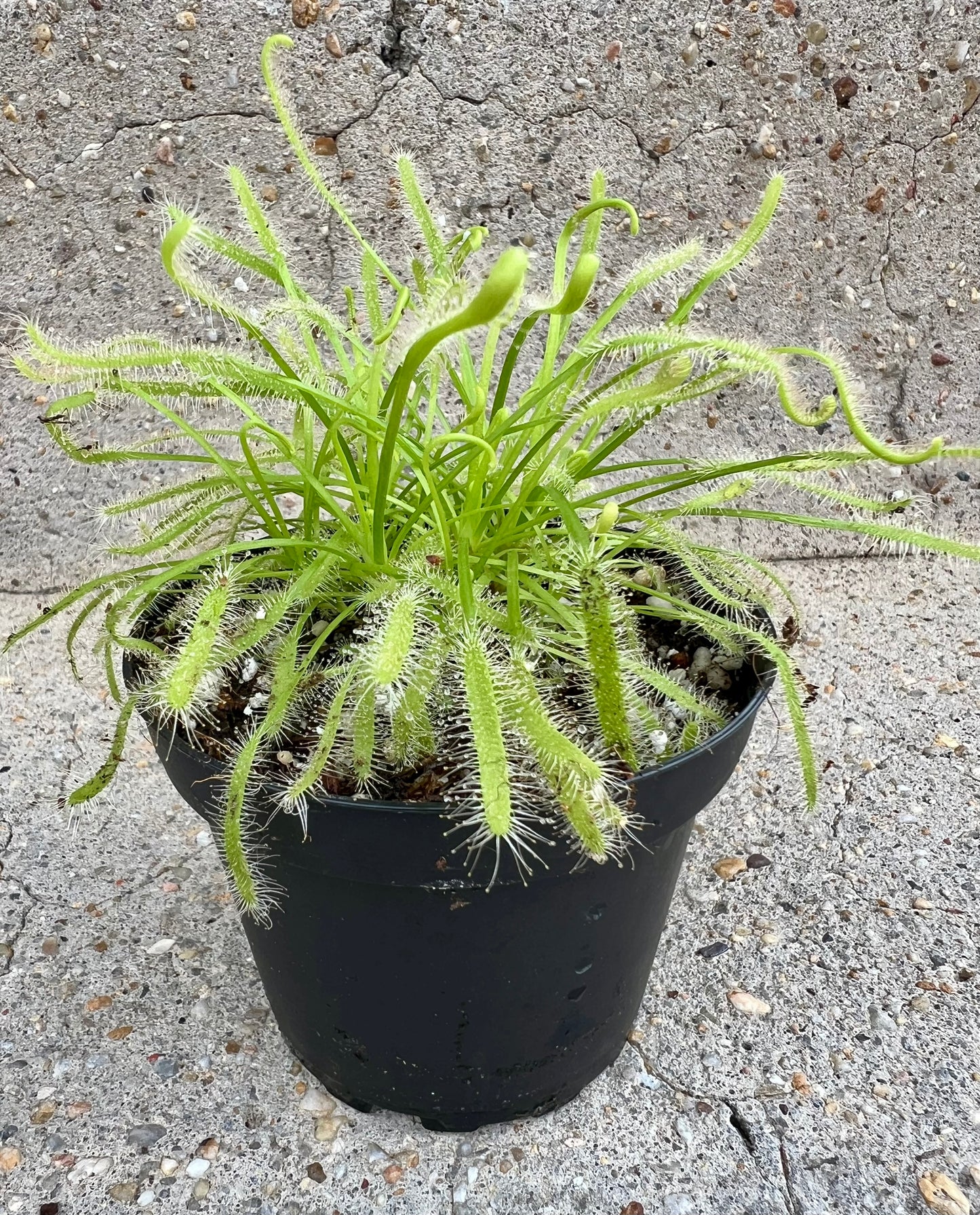 Drosera capensis 'Alba', Albino Cape Sundew