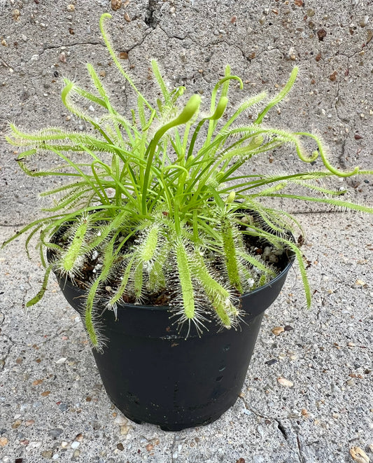 Drosera capensis 'Alba', Albino Cape Sundew