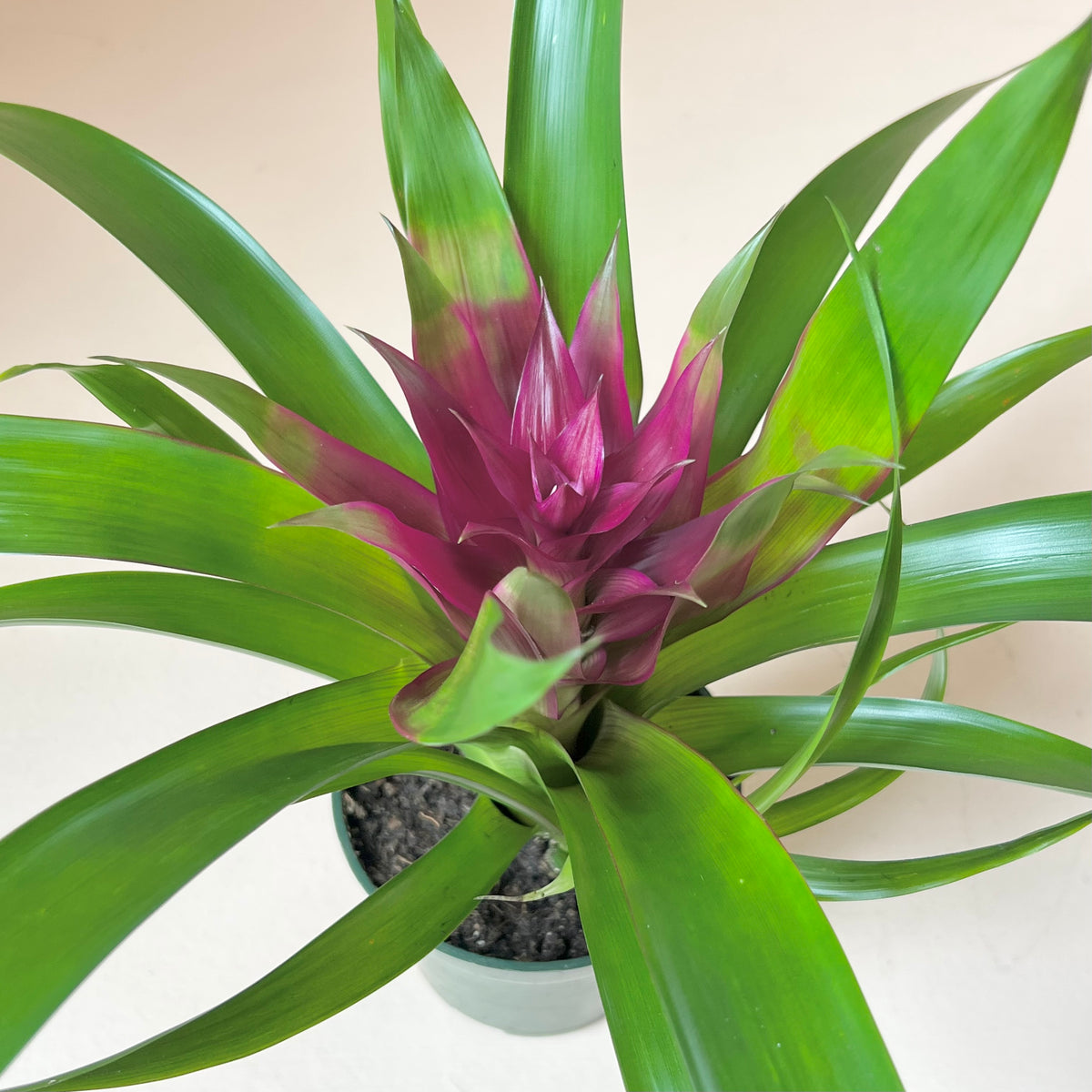 Guzmania Bromeliad