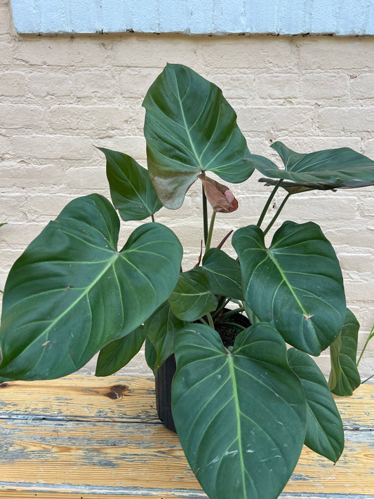 Philodendron Summer Glory