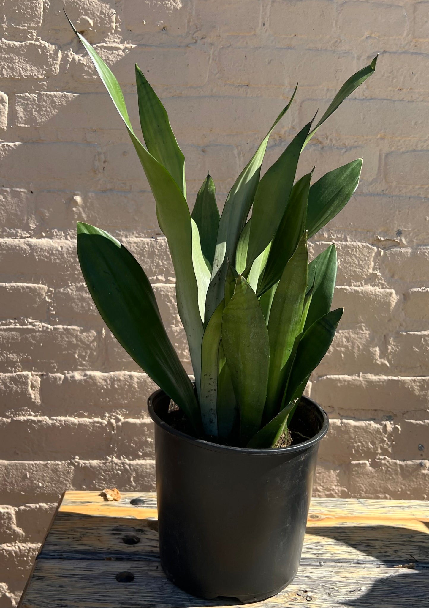 Sansevieria Moonshine