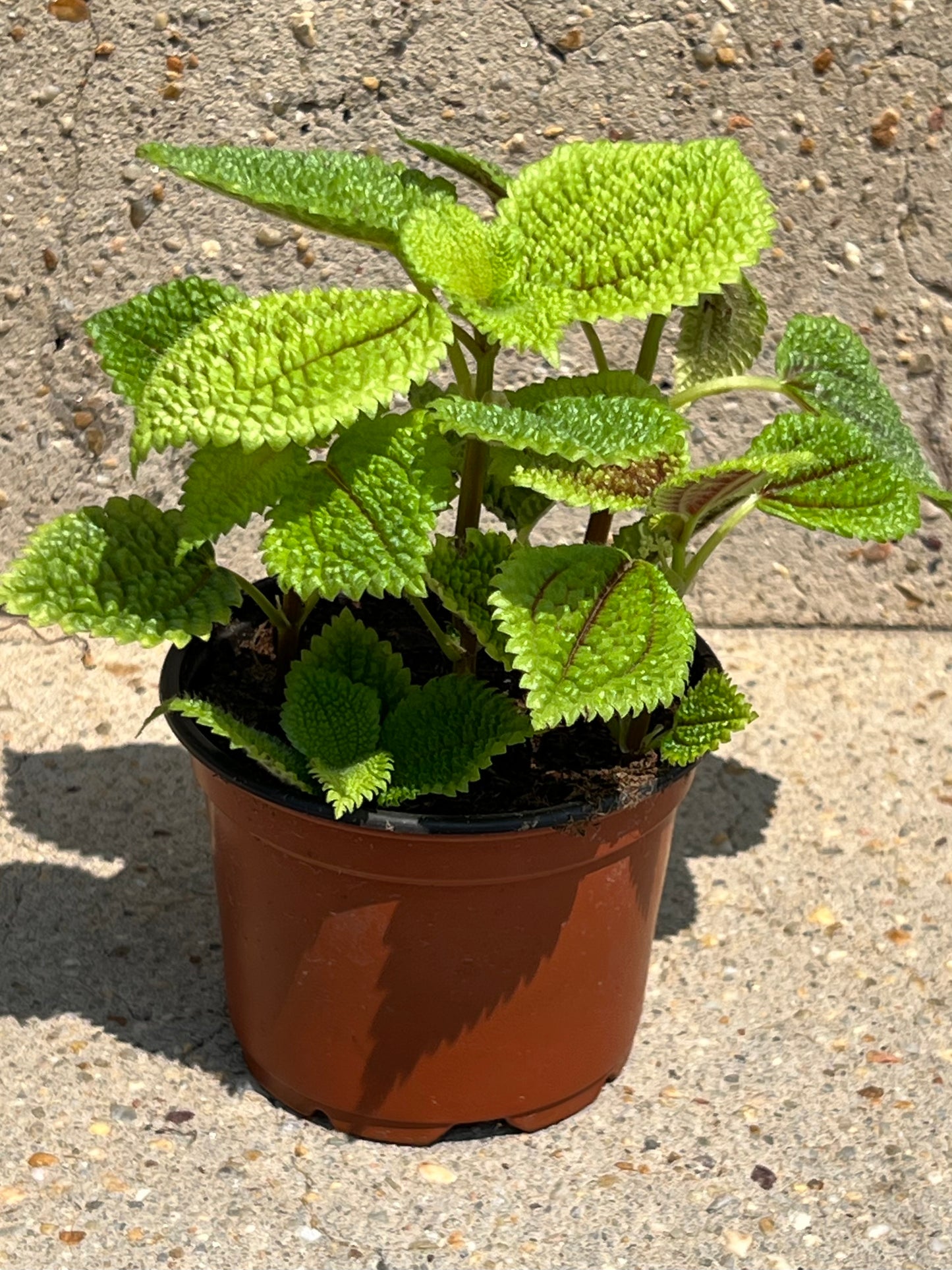 Pilea 'Moon Valley'