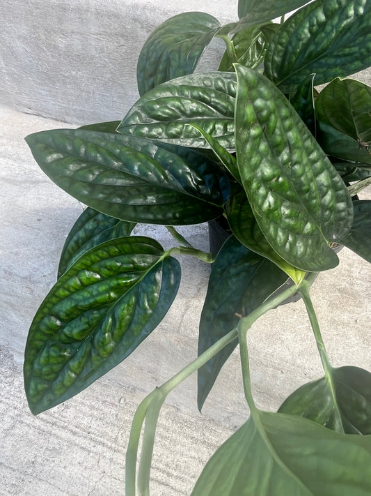 Monstera karstenianum "Peru"