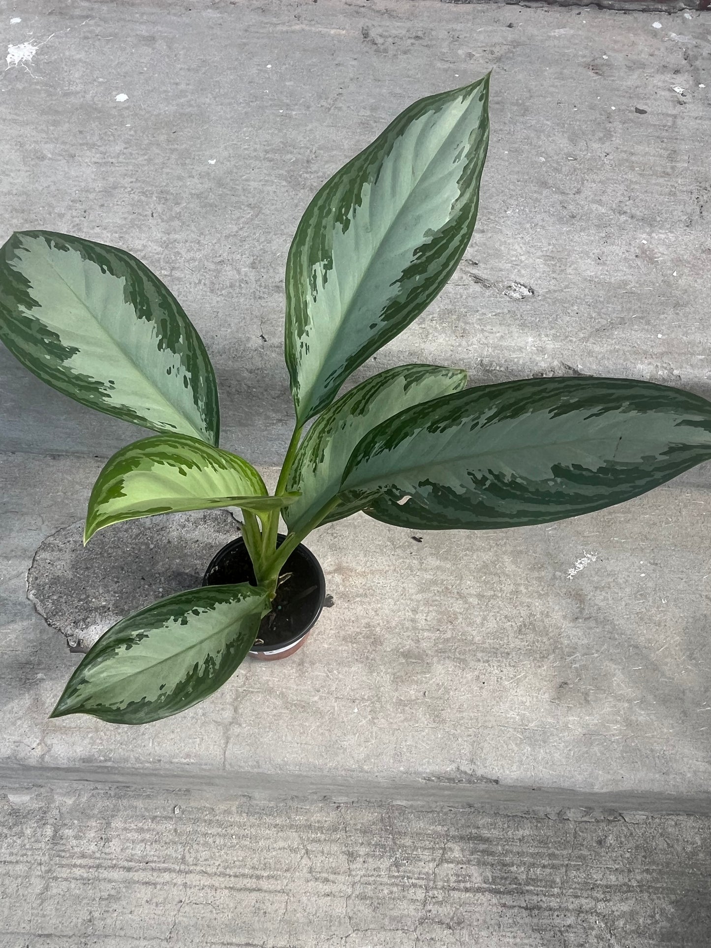 Aglaonema Silver Bay 'Chinese Evergreen'