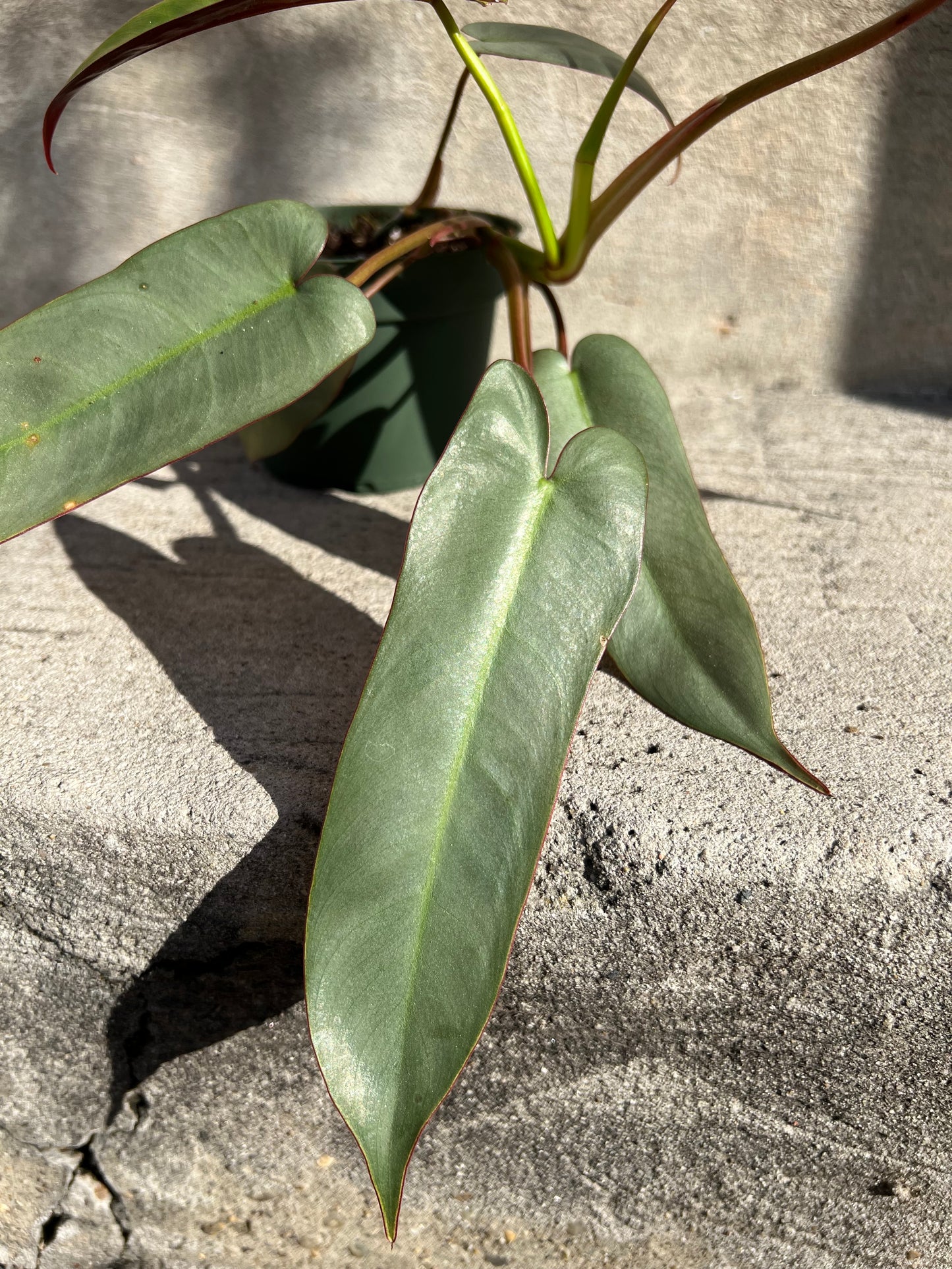 Philodendron atabapoenese