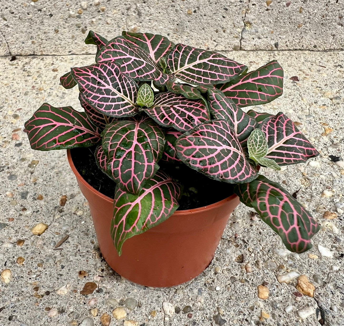 Fittonia albivenis 'Nerve Plant'
