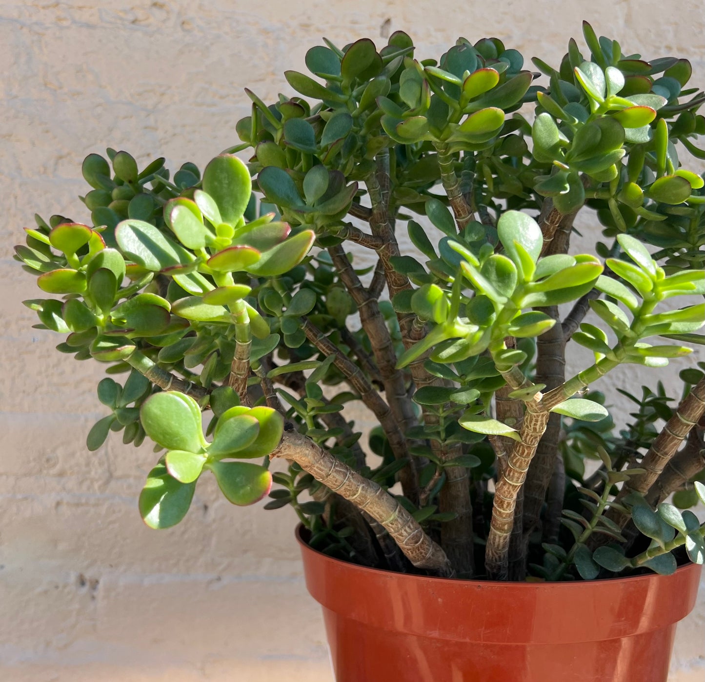 Crassula Jade Crosby