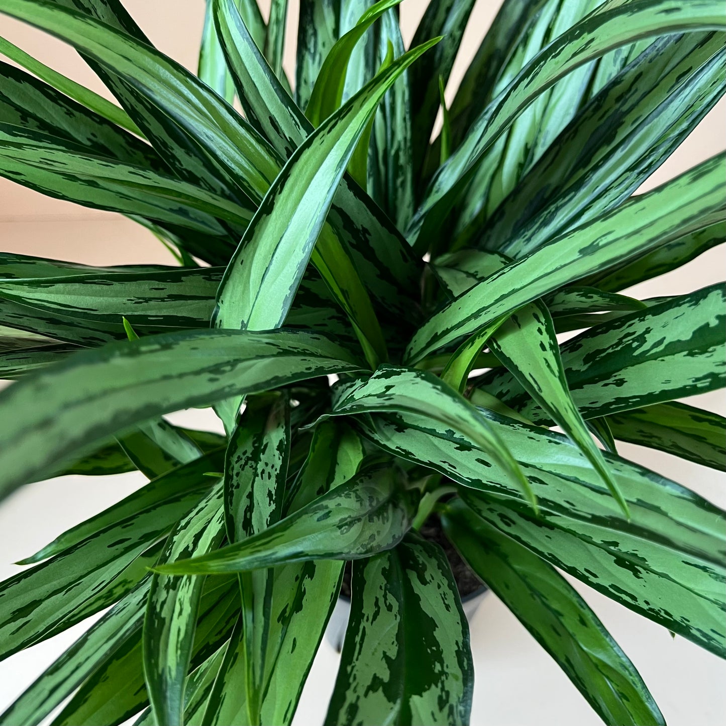 Aglaonema 'Cutlass'