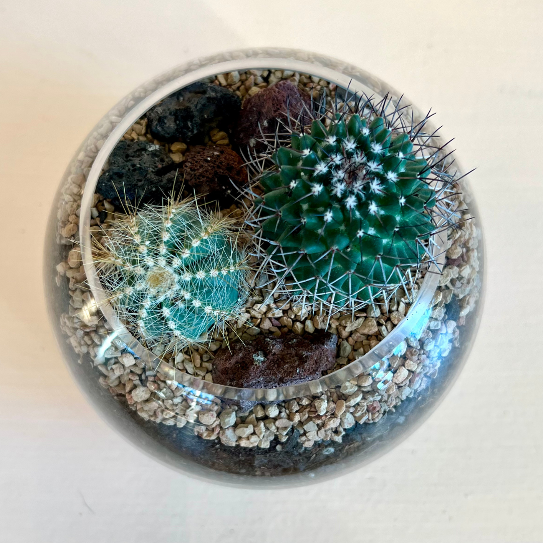 Cacti Globe Terrarium